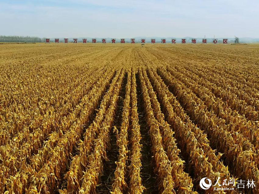 吉林黑土地上糧滿倉（資料圖片）。人民網(wǎng)記者 王海躍攝