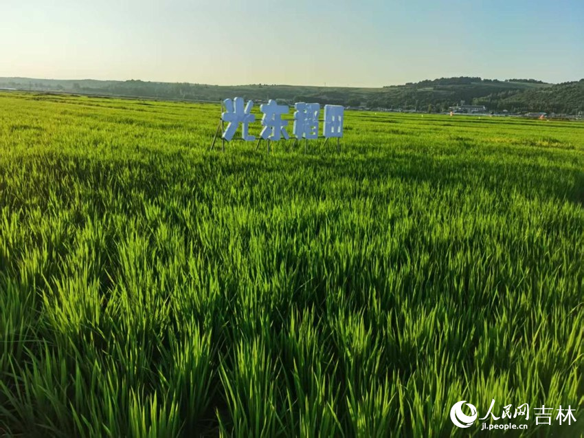 光東村稻田風(fēng)景美如畫（資料圖片）。人民網(wǎng)記者 王海躍攝