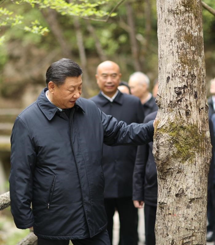2020年4月20日，中共中央總書記、國家主席、中央軍委主席習(xí)近平在陜西考察調(diào)研。這是習(xí)近平在位于商洛市柞水縣的秦嶺牛背梁國家級自然保護(hù)區(qū)，考察秦嶺生態(tài)保護(hù)情況。 新華社記者 鞠鵬 攝