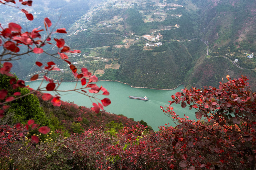 船舶行駛在紅葉掩映下的長江三峽重慶市巫山縣水域（2023年11月30日攝）。新華社記者 肖藝九 攝