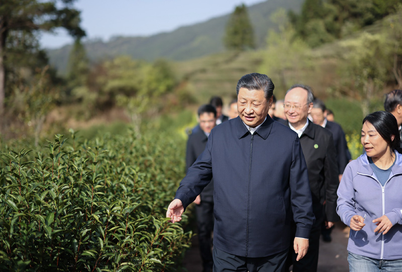 2021年3月22日下午，習(xí)近平在福建省南平市武夷山市星村鎮(zhèn)燕子窠生態(tài)茶園，察看春茶長(zhǎng)勢(shì)，了解當(dāng)?shù)夭璁a(chǎn)業(yè)發(fā)展情況。
