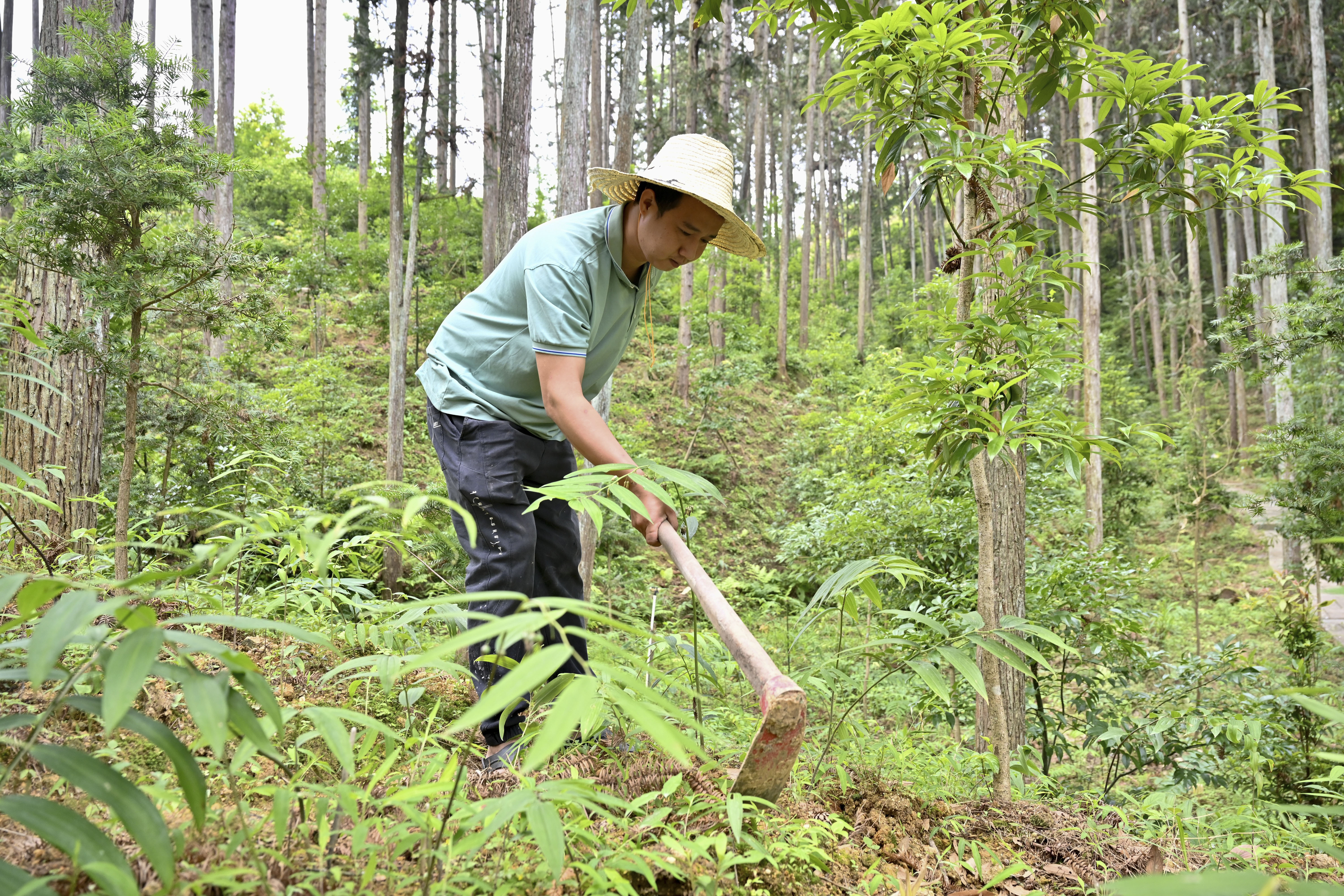 2024年5月9日，福建省三明市馬巖林下經(jīng)濟(jì)種植示范基地工人在管理林下種植的多花黃精。