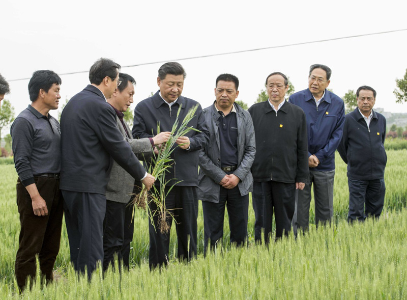 2016年4月25日下午，習(xí)近平在安徽滁州市鳳陽縣小崗村察看小麥長勢。左一為種糧大戶程夕兵。新華社記者 李學(xué)仁 攝