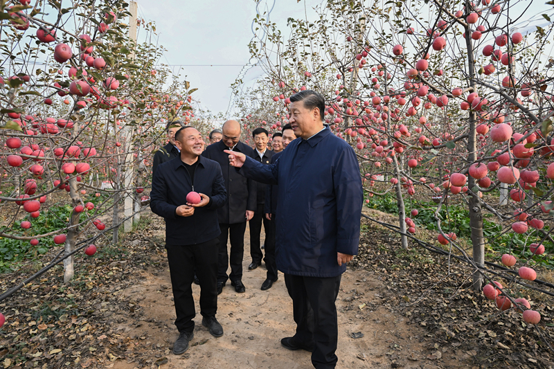 2022年10月26日，習(xí)近平總書記在陜西省延安市安塞區(qū)高橋鎮(zhèn)南溝村的蘋果園里同老鄉(xiāng)們親切交流。