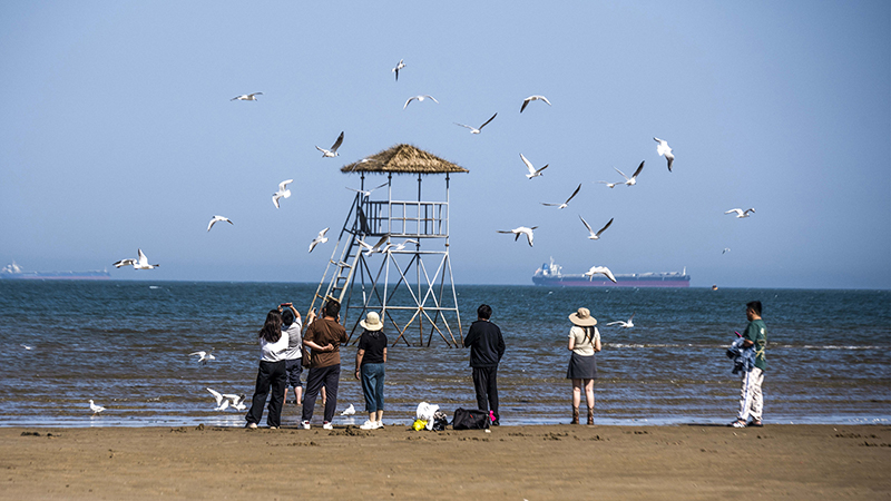 2024年5月12日，河北秦皇島，北戴河鴿子窩公園成群海鷗在天空中自由翱翔，與大海、藍(lán)天構(gòu)成了一幅美麗的畫卷。