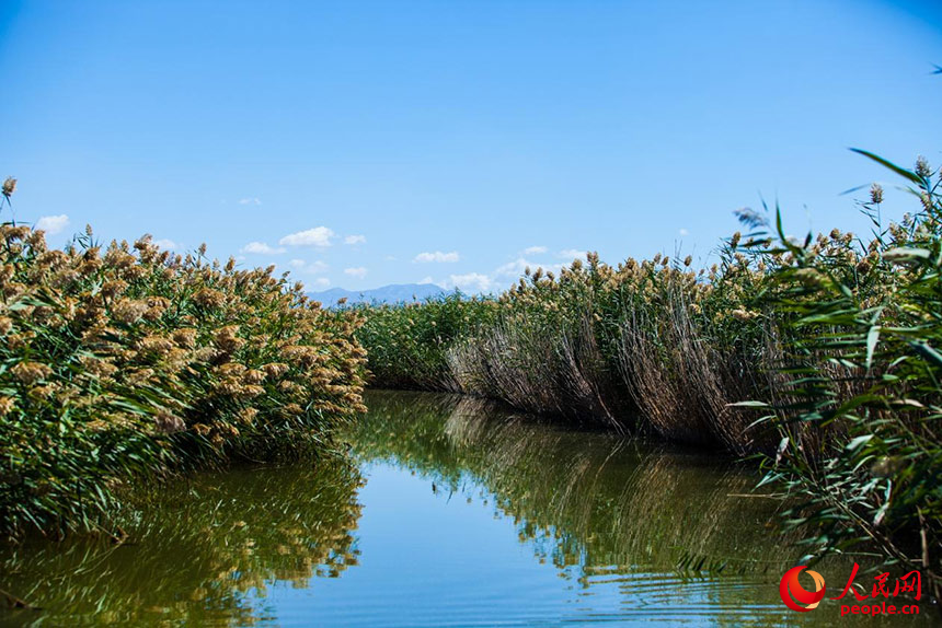 經(jīng)過(guò)治理的烏梁素海風(fēng)景秀美，蘆葦搖曳生姿。人民網(wǎng) 孟佳澍攝