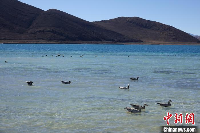 圖為過冬的候鳥在羊湖游弋?！∪轿木?攝