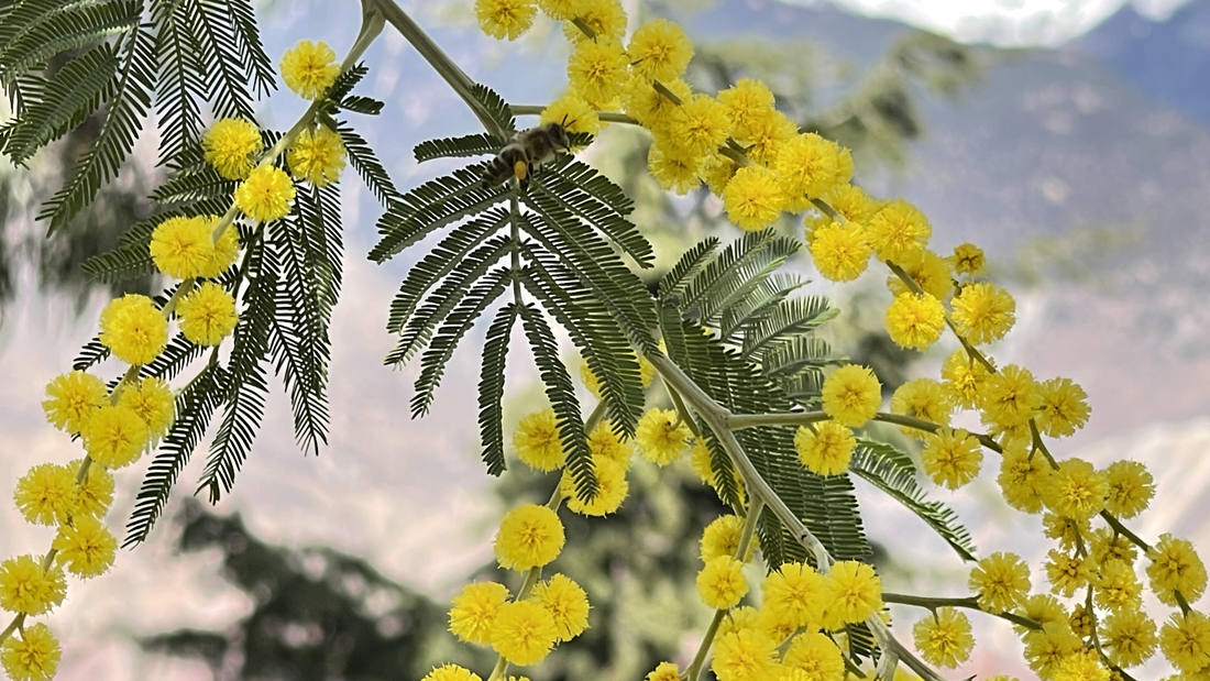 蜜蜂在金合歡花枝上休憩。