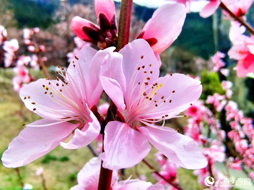 林芝桃花開。人民網(wǎng) 李海霞攝