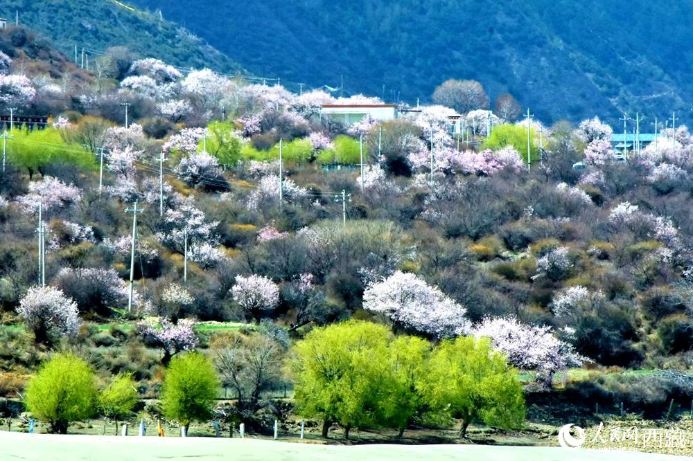 村莊掩映在桃花林中。人民網(wǎng) 李海霞攝