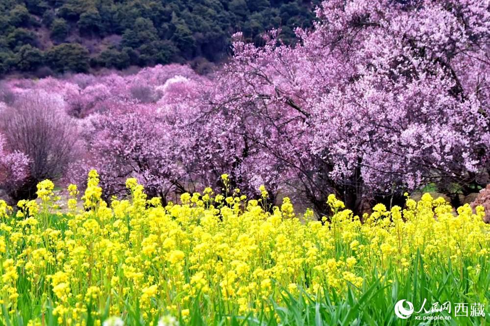 桃花與油菜花交相輝映。人民網(wǎng) 李海霞攝
