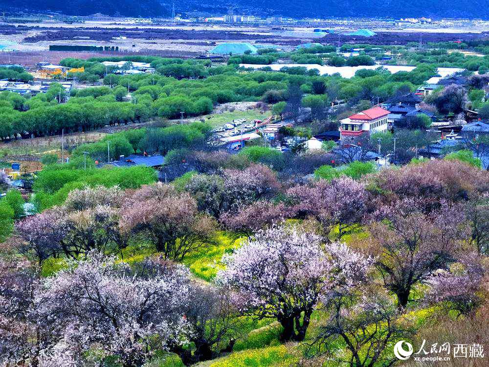 漫山開放的野桃花。人民網(wǎng) 李海霞攝