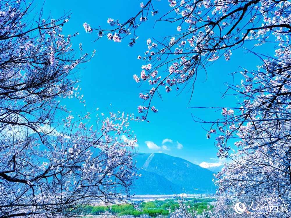 桃花在藍天白云的映襯下分外好看。人民網(wǎng) 李海霞攝