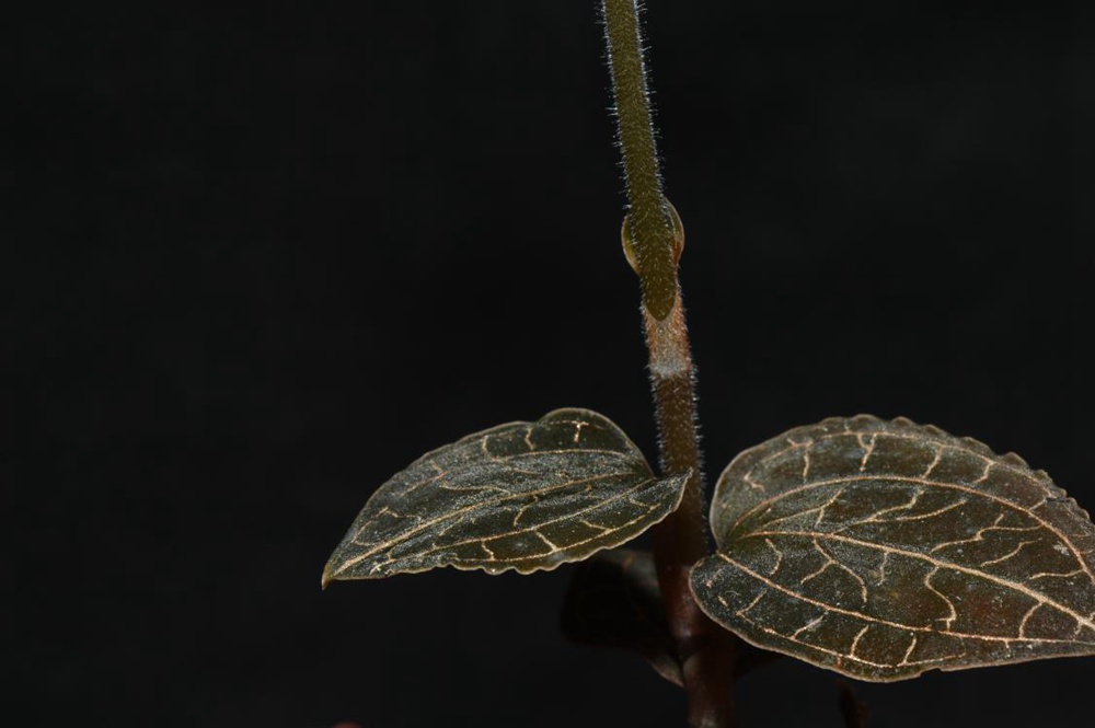 墨脫金線蘭。金效華攝