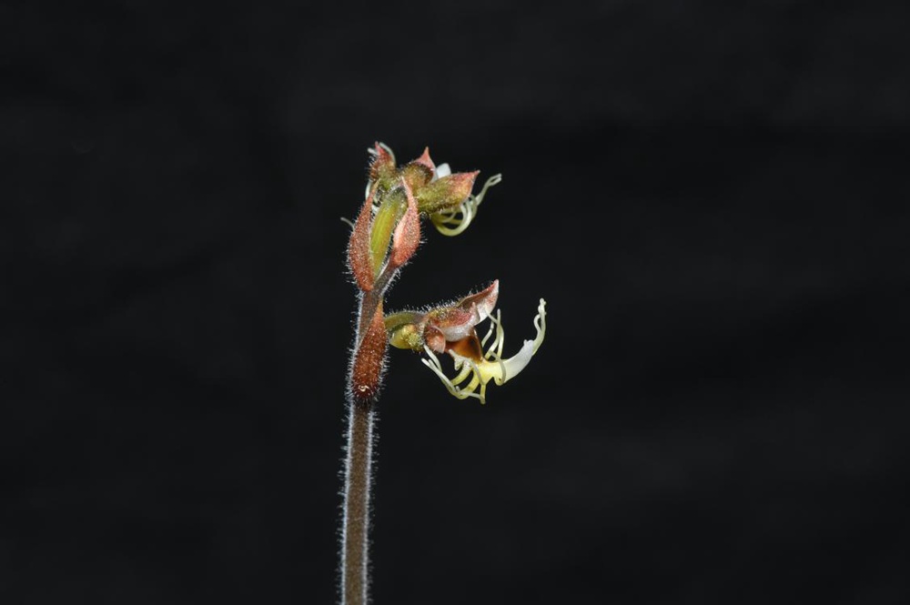墨脫金線蘭。金效華攝