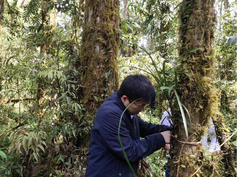 蘭花歸野。圖片由山水自然保護(hù)中心提供