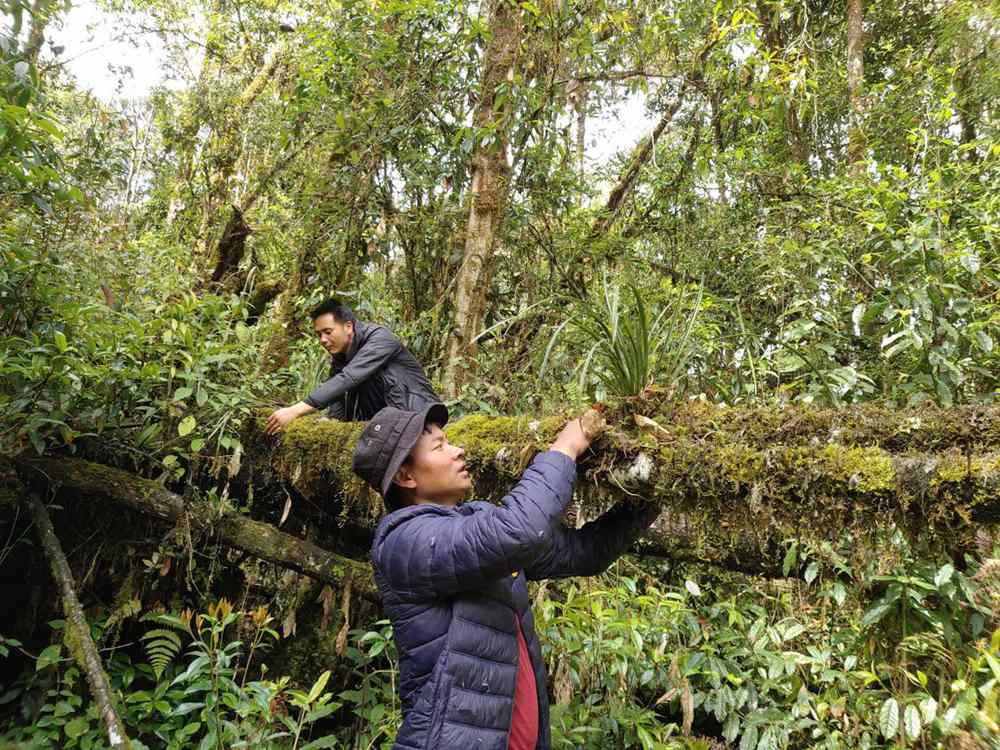 蘭花歸野。圖片由山水自然保護(hù)中心提供