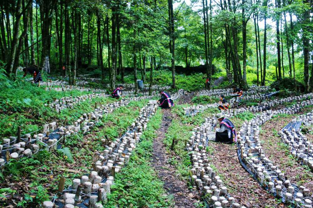 木耳種植基地。次仁央宗攝