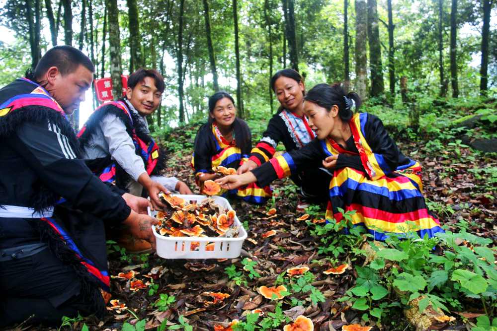 村民采摘林芝。次仁央宗攝