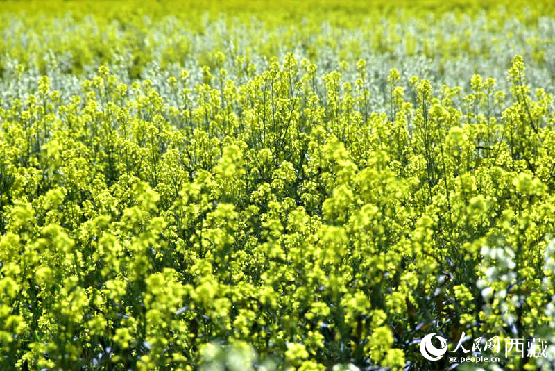 盛開的小油菜花。人民網(wǎng) 李海霞攝