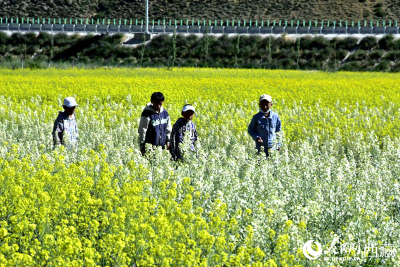 小孩在油菜花田嬉戲。人民網(wǎng) 李海霞攝