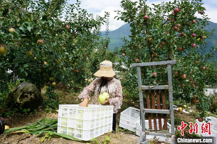 郭洪強(qiáng)的老伴正在給蘋果裝箱?！∽g 攝