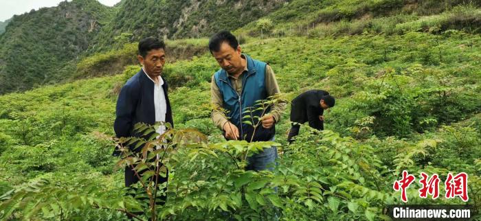圖為張金利調(diào)研適合阿拉村種植的農(nóng)作物，經(jīng)過(guò)不斷改良技術(shù)后，產(chǎn)量大大提高。(資料圖)甘肅省水利廳供圖