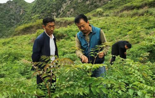 圖為張金利調(diào)研適合阿拉村種植的農(nóng)作物，經(jīng)過不斷改良技術(shù)后，產(chǎn)量大大提高。(資料圖)甘肅省水利廳供圖