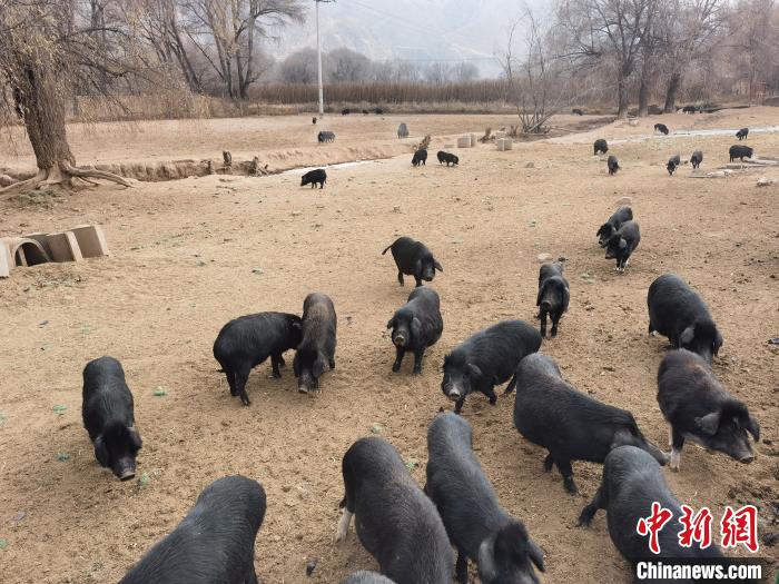 圖為藏香豬?！∑钤鲚?攝