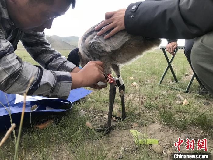 圖為研究人員為黑頸鶴佩戴GPS跟蹤設備。祁連山國家公園青海省管理局供圖