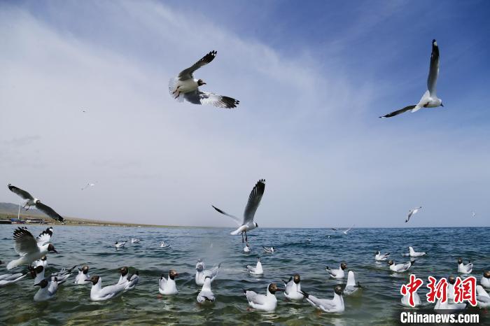 圖為水鳥在青海湖飛翔。　馬銘言 攝
