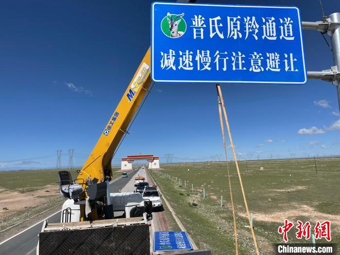 圖為青海省海北州剛察縣設(shè)立的普氏原羚通道警示牌?！∏嗪Ｊ『１敝萑嗣駲z察院供圖