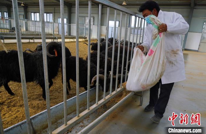圖為飼養(yǎng)員給黑藏羊喂食?！●R銘言 攝