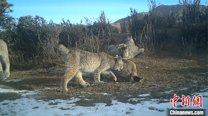 圖為紅外相機拍攝到的猞猁?！∑钸B山國家公園青海省管理局供圖
