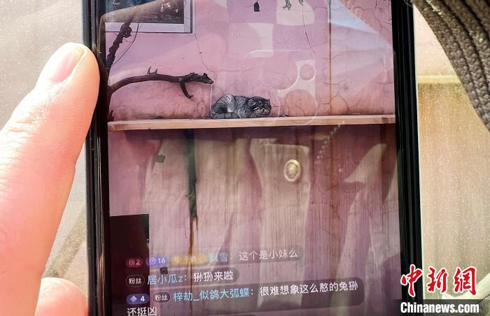 圖為雪豹“奶爸”史壽軍正在直播?！●R銘言 攝