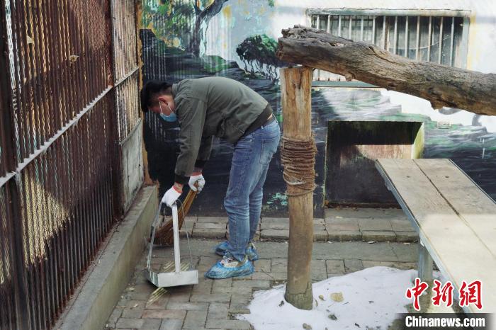 圖為雪豹“奶爸”史壽軍正在打掃豹館衛(wèi)生。　馬銘言 攝