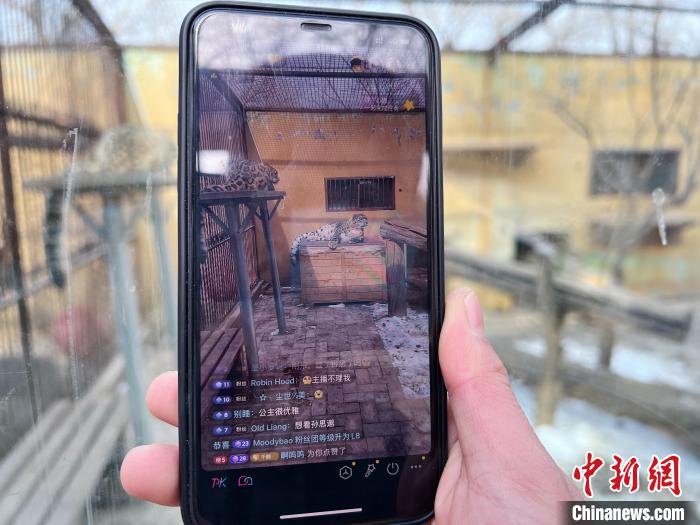 圖為雪豹“奶爸”史壽軍正在直播。　馬銘言 攝