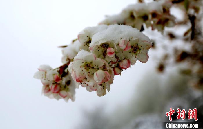 花兒被冰雪覆蓋?！±钣腊?　攝