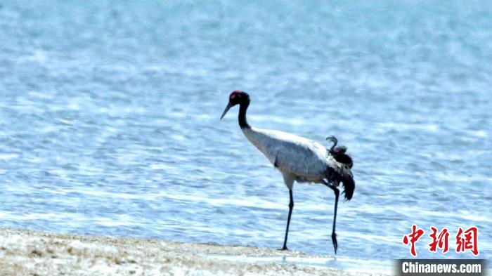 圖為黑頸鶴在青海湖畔散步?！《砣詹囟?攝