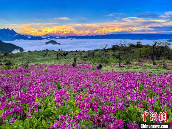 春天的牛背山花海?！∮稳仄?攝