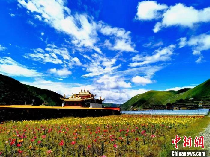 近百畝百合花競(jìng)相開(kāi)放，景色誘人?！∪捞量h委宣傳部供圖