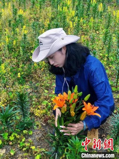 村民采摘百合花?！∪捞量h委宣傳部供圖