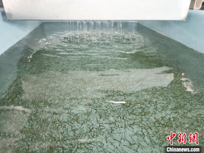 圖為正在育苗。　張?zhí)砀?攝