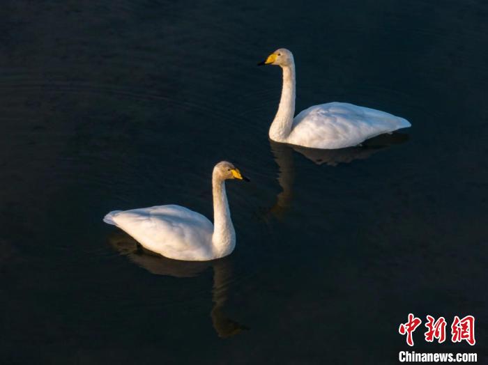 圖為兩只天鵝在湖中游蕩。　何啟金 攝