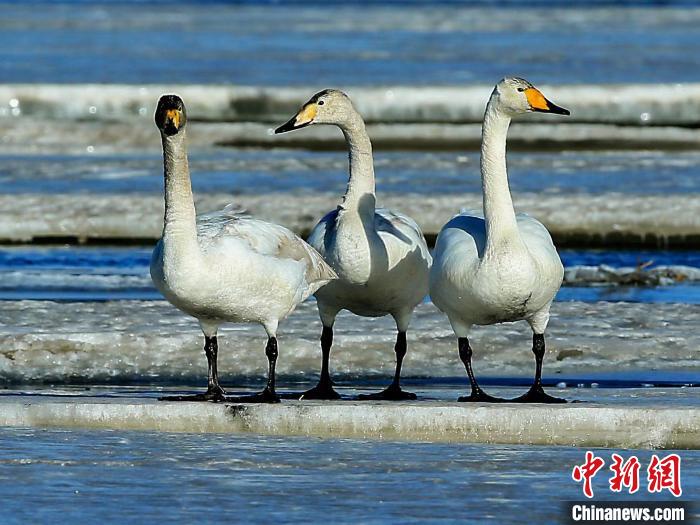 圖為三只天鵝在湖面上曬太陽?！『螁⒔?攝