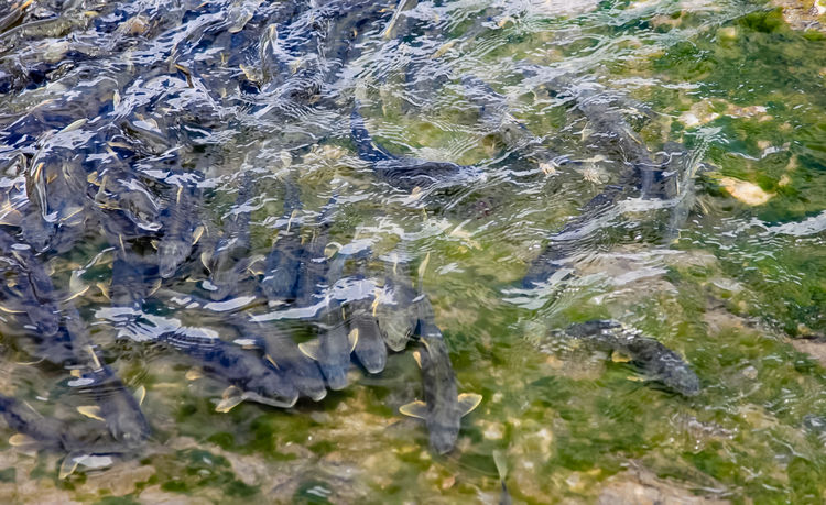 青海湖裸鯉（湟魚(yú)）洄游。周元峰攝