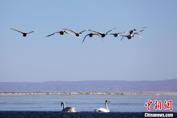 圖為大天鵝在青海湖上空飛翔?！●R怡睿 攝