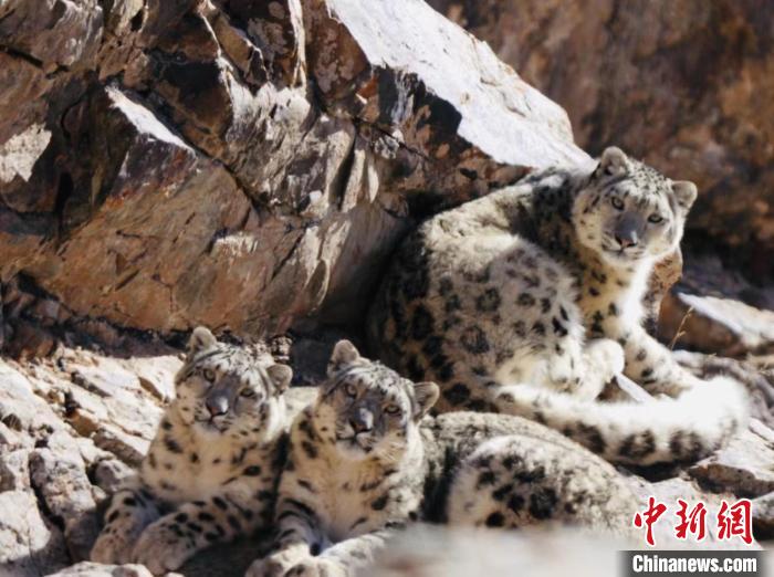 青海都蘭：雪豹、兔猻等多種珍稀野生動(dòng)物亮相