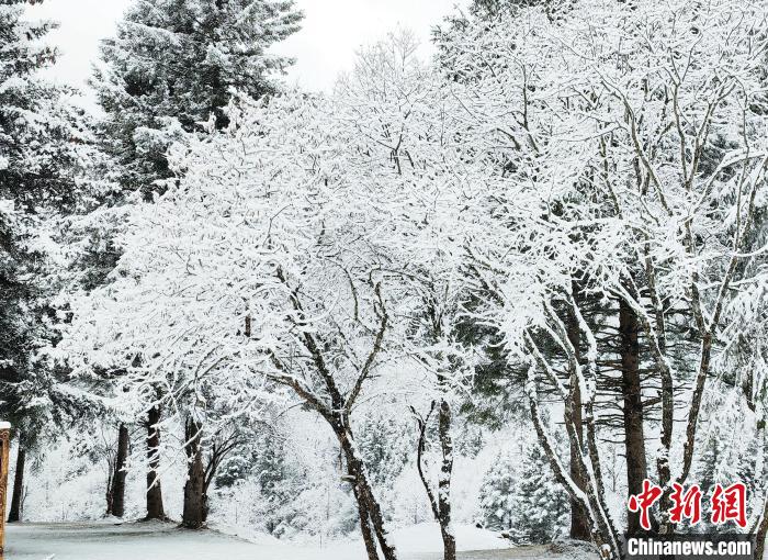 大熊貓國家公園王朗片區(qū)春雪如畫，宛若仙境。　羅春平 攝