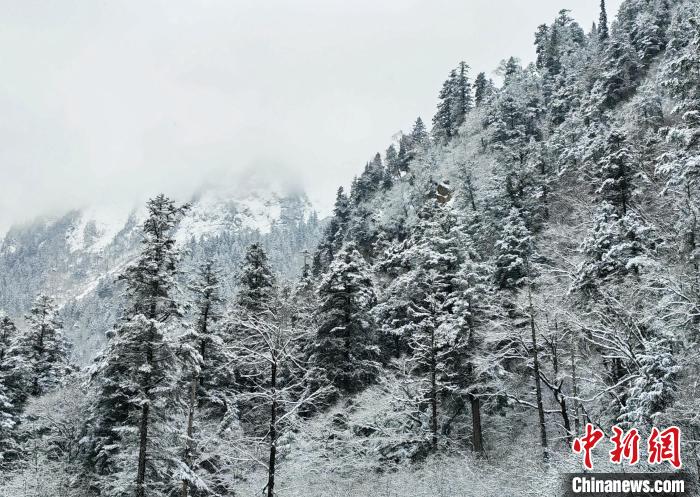 大熊貓國家公園王朗片區(qū)春雪如畫，宛若仙境?！×_春平 攝